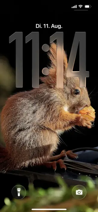 Das Bild zeigt ein detailreiches Porträt eines Eichhörnchens, das auf dem Sperrbildschirm eines Smartphones zu sehen ist, während es eine Nuss verzehrt.

Im Vordergrund des Bildes dominiert die Aufnahme eines Eichhörnchens, dessen Fell in verschiedenen Brauntönen schimmert und von feinen weißen Haaren durchsetzt ist. Das Eichhörnchen sitzt seitlich und hält mit seinen feingliedrigen, braunen Pfoten eine gelblich-orangefarbene Nuss oder Frucht und knabbert daran. Sein Blick ist nach unten gerich…